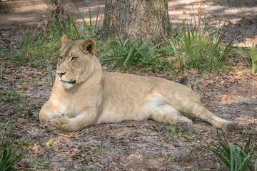Obraz na płótnie Canvas Resting Lion