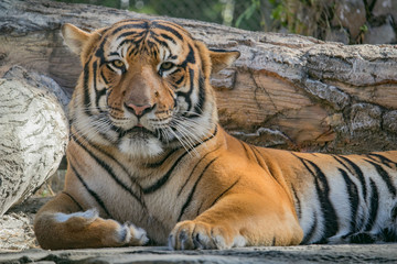 Fototapeta na wymiar Resting Tiger