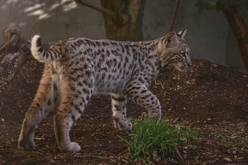 Naklejka na ściany i meble Young Bob Cat in captivity - 4 months this wild cat shows his distinctive markings 