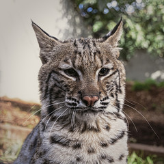 Fototapeta premium Young Bob Cat in captivity - 4 months this wild cat shows his distinctive markings 