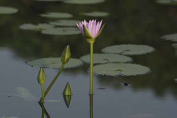 Lotus and reflection in the pond