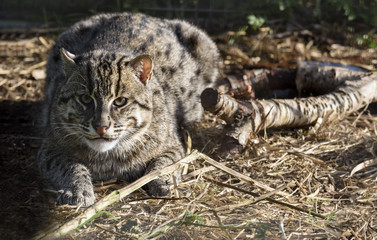 Naklejka na ściany i meble Eurasian Wildcat Sunbathing In Captivity