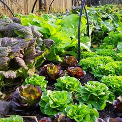 Solanova salad mixes with Heirloom Mustard Greens Garden