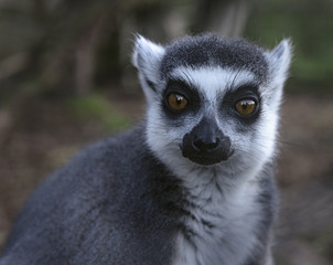 RIng Tailed Lemurs Living In Captivity