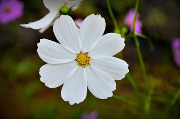 Beautiful flower field.