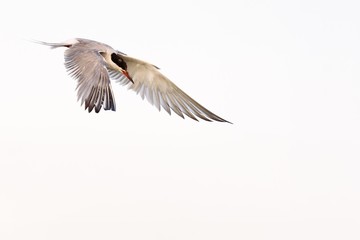 Fototapeta premium Common Tern (Sterna hirundo) in flight