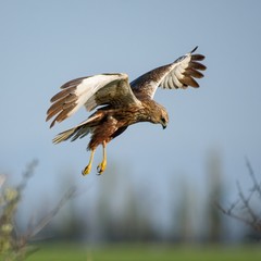Birds of prey - Marsh Harrier (Circus aeruginosus)