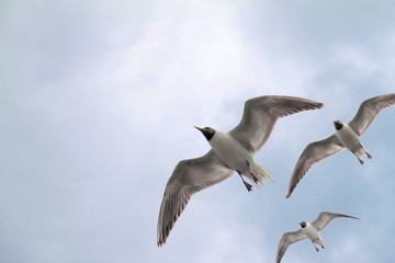 Möwe_5