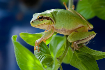 frog
