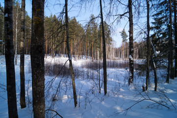 Winter wonderland scenery in Russia an image of a snowy forest