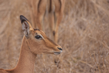 Impalas