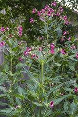 Impatiens glandulifera