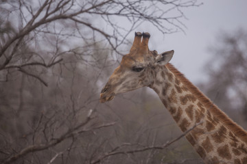 Obraz premium Giraffe