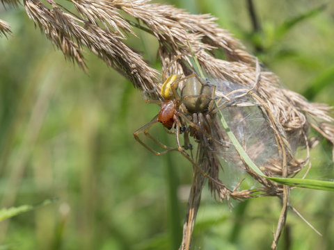 Yellow sac spider, Cheiracanthium punctorium