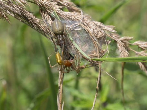 Yellow sac spider, Cheiracanthium punctorium