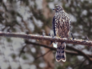 Hawk sitting on the spruce branch