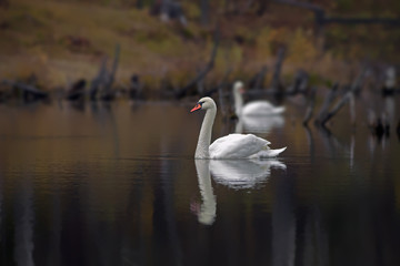 graceful white swans swim in the lake