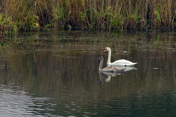 Naklejka na ściany i meble graceful swans swim in the lake