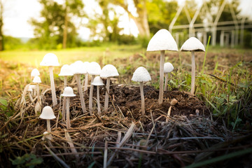 mushroom on the field