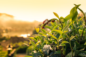 Insect on tea leaves