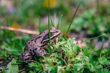 Frog
