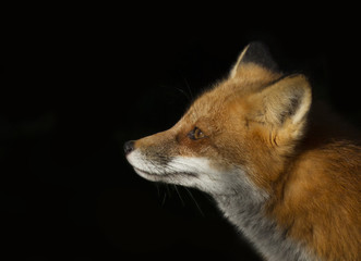 Red fox (Vulpes vulpes) isolated on black background closeup in Algonquin Park, Canada