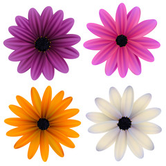 Set of vector flowers. Daisies. Isolated. Beautiful background. Vector illustration. Purple. Pink.