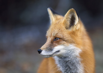 Red fox (Vulpes vulpes) closeup in Algonquin Park, Canada