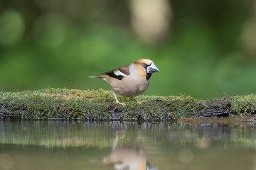 Obraz premium Hawfinch