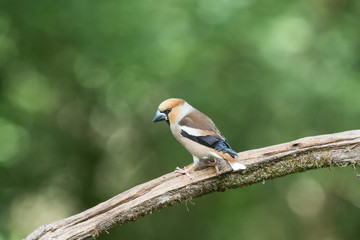 Hawfinch