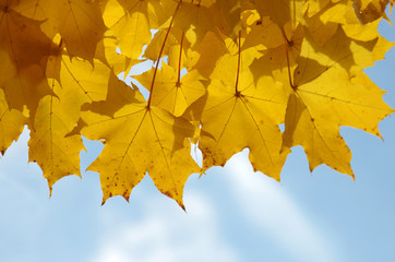Autumn maple leaves and blue sky background