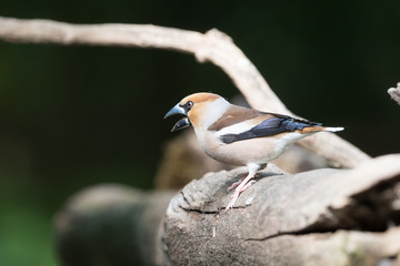 Naklejka premium Hawfinch