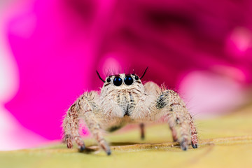Jumping spider. Jumping spider Hyllus on yellow leaf and wonderful color pink background. extreme close up, Spider in Thailand.