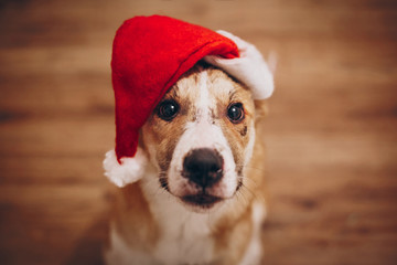 cute golden dog in red santa claus hat looking with adorable eyes in the room, space for text. 2018 Earth brown Dog Year. merry christmas and happy new year concept.