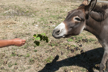 Human hand feeding donkey with twig of green fresh leaves