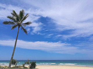 Sunny beach with palm coconut tree in Gold Coast Australia