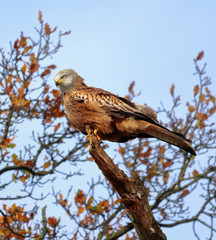 Red Kite high in a tree