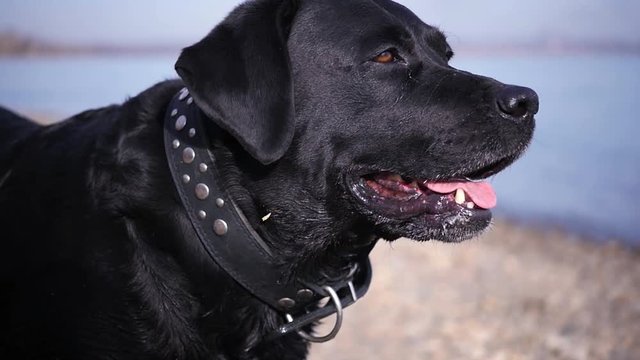 A beautiful black dog on the bank of the river barking happily. HD, 1920x1080, slow motion