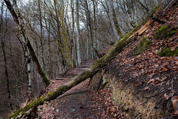 Hiking trail among moss covered trees in the autumn mountain forest. Resort Rosa Khutor, Sochi, Russia.