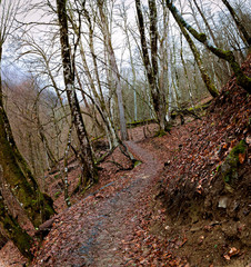 Hiking trail among moss covered trees in the autumn mountain forest. Resort Rosa Khutor, Sochi, Russia.