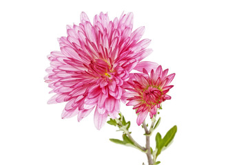 Autumn flower: Pink chrysanthemum flower isolated on white background