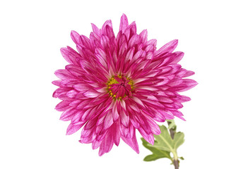 Chrysanthemum flower with leaves isolated on a white background