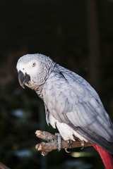 gray parrot close-up