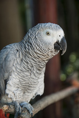 African gray parrot closeup
