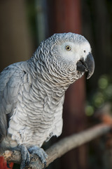 Obraz premium African gray parrot closeup