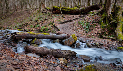 Hiking trail and a mountain stream, the trees and rocks covered with moss in autumn forest. Resort Rosa Khutor, Sochi, Russia.