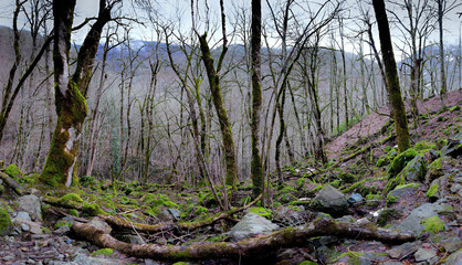 fallen old trees, on the stony hiking trail in the mountainous autumn forest, Rosa Khutor Resort, Sochi, Russia.