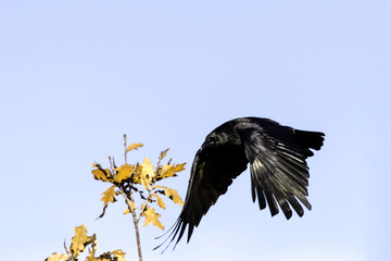 Wild raven in park - Bedfont Lakes Country Park, London