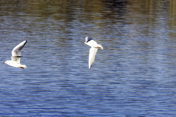 Flying Common Tern in the park - Bedfont Lakes Country Park, London
