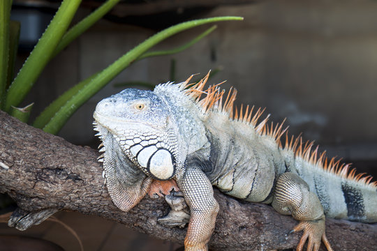 big iguana sitting on a branch